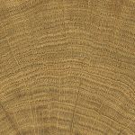 CINNAMON Walnut